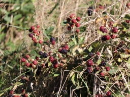 Blackberry
